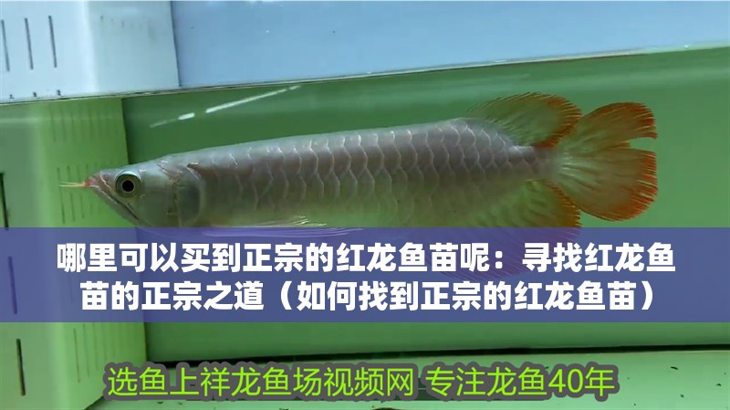 哪里可以買到正宗的紅龍魚苗呢：尋找紅龍魚苗的正宗之道（如何找到正宗的紅龍魚苗）