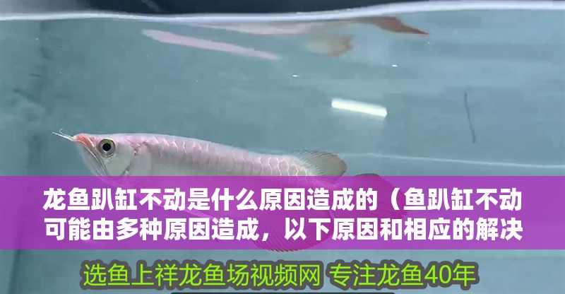 龍魚趴缸不動是什么原因造成的（魚趴缸不動可能由多種原因造成，以下原因和相應(yīng)的解決措施）