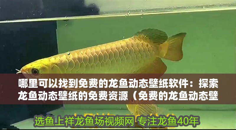 哪里可以找到免費的龍魚動態壁紙軟件：探索龍魚動態壁紙的免費資源（免費的龍魚動態壁紙軟件可以提供免費的龍魚動態壁紙）