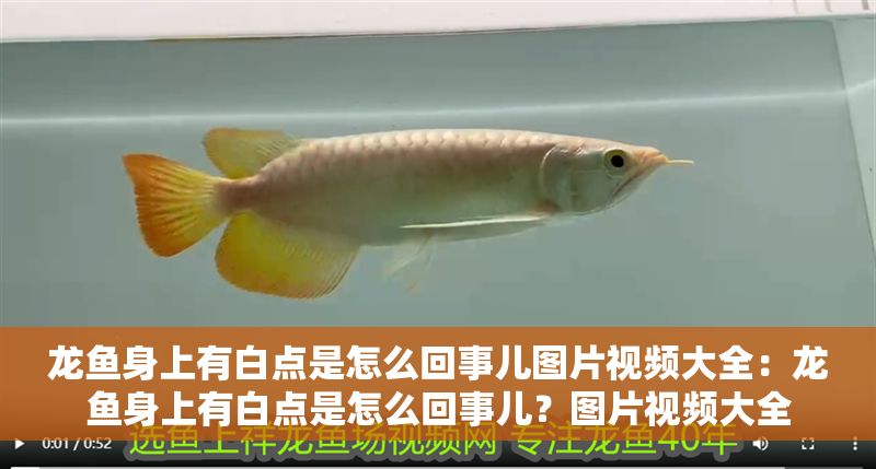 龍魚身上有白點是怎么回事兒圖片視頻大全：龍魚身上有白點是怎么回事兒？圖片視頻大全