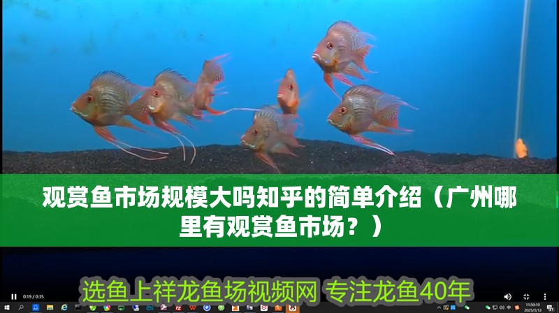 觀賞魚市場規模大嗎知乎的簡單介紹（廣州哪里有觀賞魚市場？）