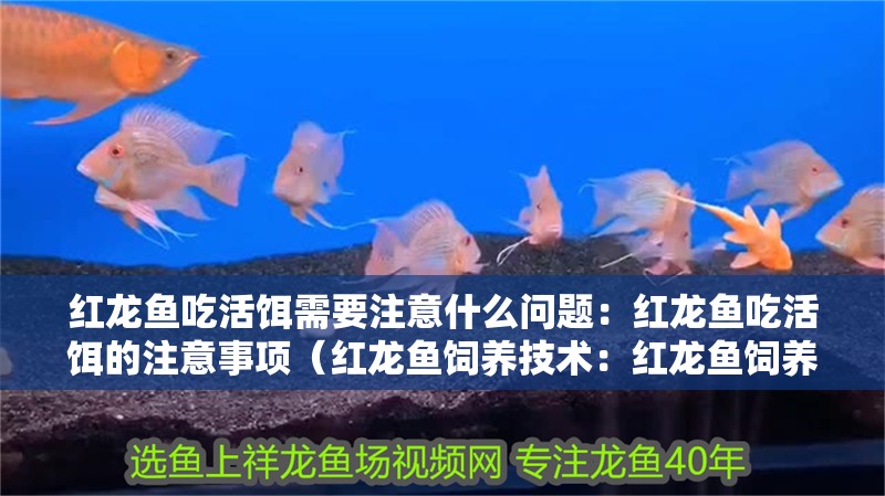紅龍魚吃活餌需要注意什么問題：紅龍魚吃活餌的注意事項（紅龍魚飼養技術：紅龍魚飼養技術）