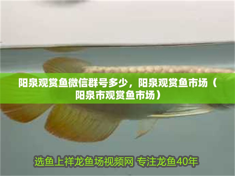 陽泉觀賞魚微信群號多少，陽泉觀賞魚市場（陽泉市觀賞魚市場） 陽泉觀賞魚微信群號多少，陽泉觀賞魚市場（陽泉市觀賞魚市場） 觀賞魚百科