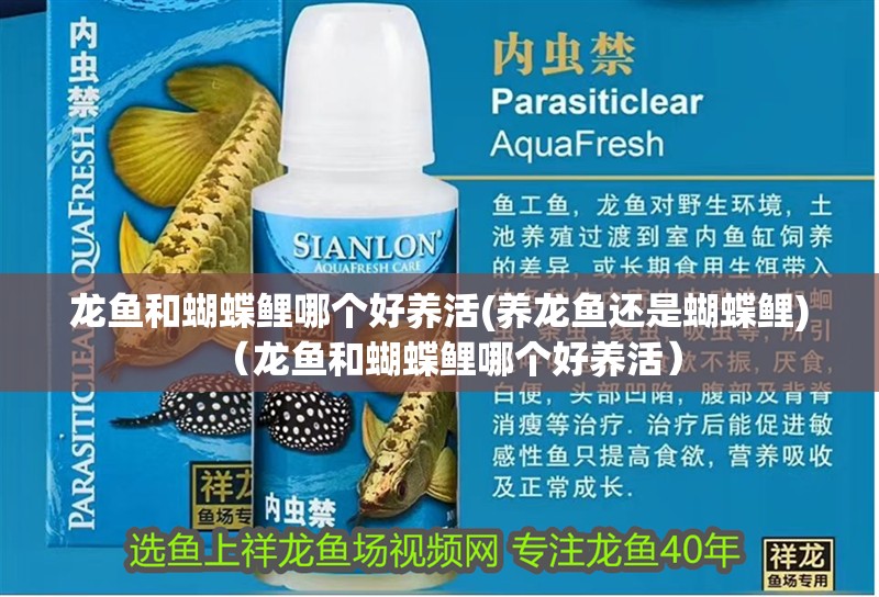 龍魚和蝴蝶鯉哪個好養(yǎng)活(養(yǎng)龍魚還是蝴蝶鯉)（龍魚和蝴蝶鯉哪個好養(yǎng)活）