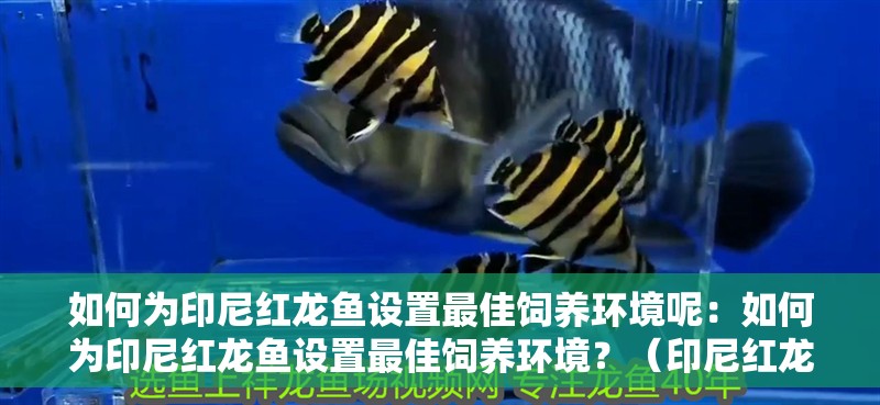 如何為印尼紅龍魚(yú)設(shè)置最佳飼養(yǎng)環(huán)境呢：如何為印尼紅龍魚(yú)設(shè)置最佳飼養(yǎng)環(huán)境？（印尼紅龍魚(yú)健康的飼養(yǎng)環(huán)境，印尼紅龍魚(yú)的飼養(yǎng)環(huán)境）