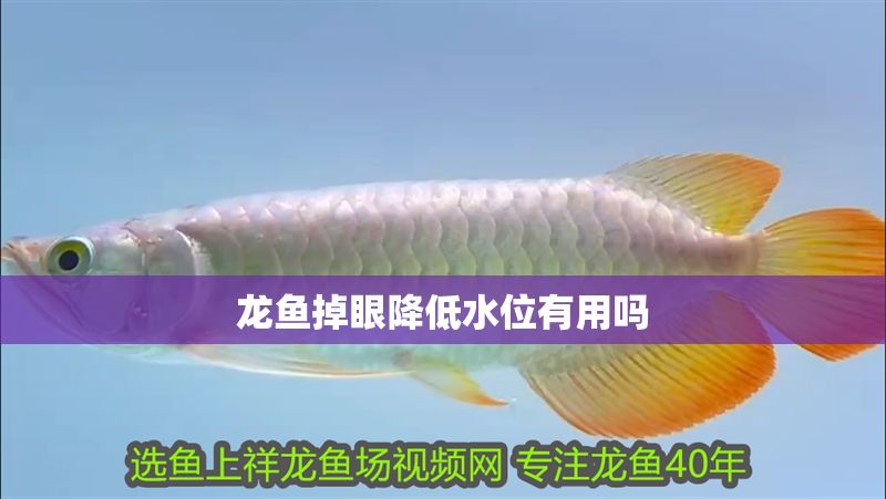 龍魚掉眼降低水位有用嗎 龍魚掉眼降低水位有用嗎 龍魚百科 第2張