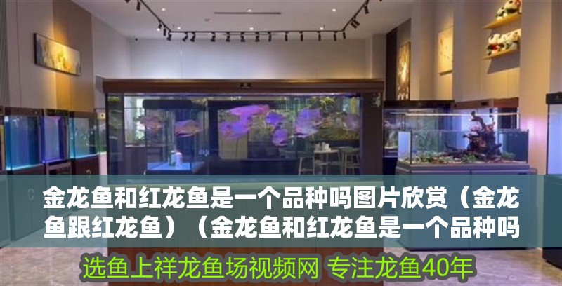 魚缸用增氧泵價格是多少:魚缸增氧機-xtrac增氧機-xtrac增氧機 金龍魚和紅龍魚是一個品種嗎圖片欣賞(金龍魚跟紅龍魚)(金龍魚和紅龍魚是一個品種嗎) 觀賞魚百科 金龍魚和紅龍魚是一個品種嗎圖片欣賞(金龍魚跟紅龍魚)(金龍魚和紅龍魚是一個品種嗎) 金龍魚和紅龍魚是一個品種嗎圖片欣賞(金龍魚跟紅龍魚)(金龍魚和紅龍魚是一個品種嗎) 觀賞魚百科