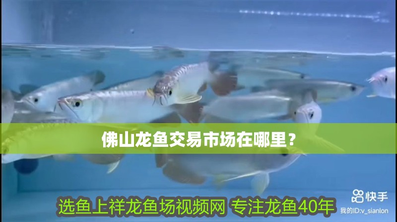 佛山龍魚交易市場在哪里？ 佛山龍魚交易市場在哪里？ 觀賞魚百科