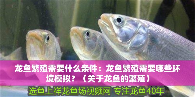 龍魚繁殖需要什么條件：龍魚繁殖需要哪些環境模擬？（關于龍魚的繁殖）