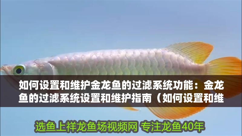 如何設(shè)置和維護(hù)金龍魚的過濾系統(tǒng)功能：金龍魚的過濾系統(tǒng)設(shè)置和維護(hù)指南（如何設(shè)置和維護(hù)金龍魚的過濾系統(tǒng)）