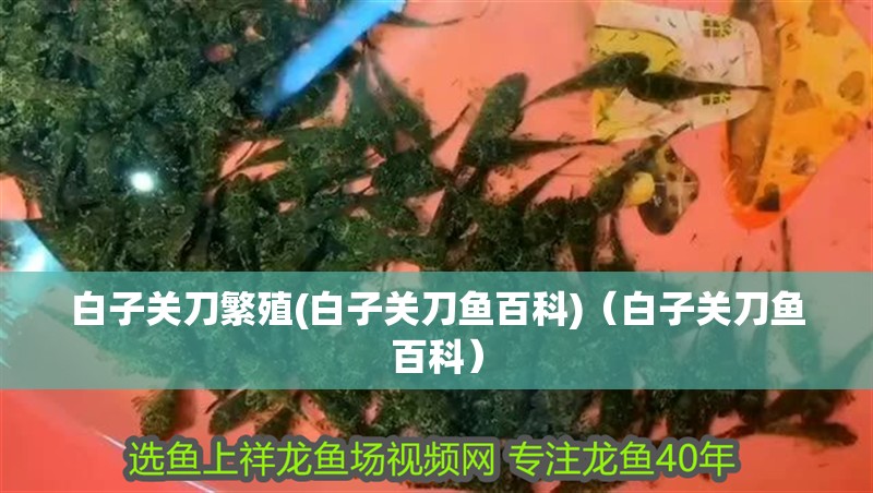 白子關(guān)刀繁殖(白子關(guān)刀魚百科)（白子關(guān)刀魚百科）