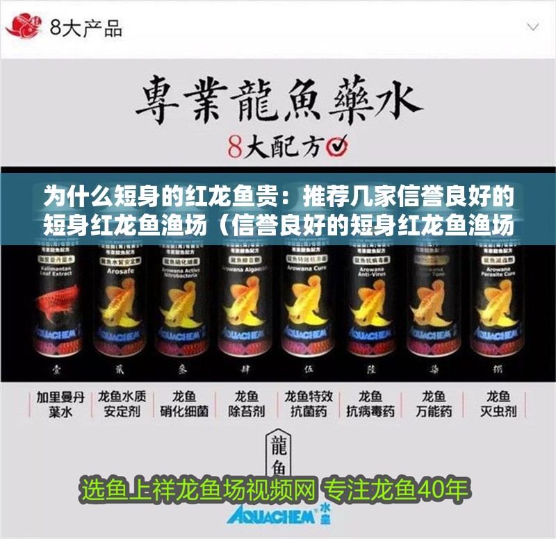 為什么短身的紅龍魚貴：推薦幾家信譽良好的短身紅龍魚漁場（信譽良好的短身紅龍魚漁場） 為什么短身的紅龍魚貴：推薦幾家信譽良好的短身紅龍魚漁場（信譽良好的短身紅龍魚漁場） 水族問答