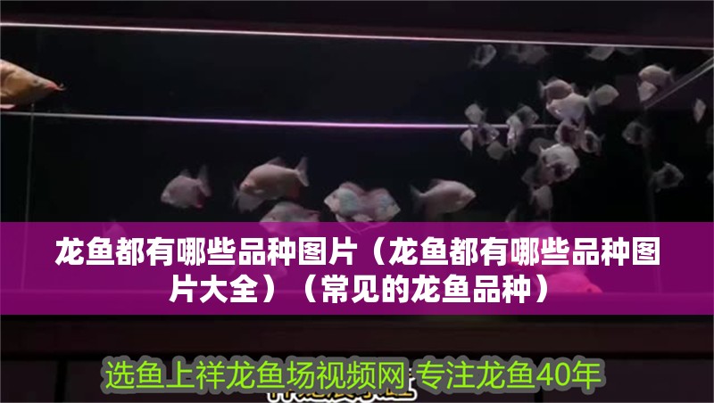 龍魚都有哪些品種圖片（龍魚都有哪些品種圖片大全）（常見的龍魚品種） 龍魚都有哪些品種圖片（龍魚都有哪些品種圖片大全）（常見的龍魚品種） 觀賞魚百科