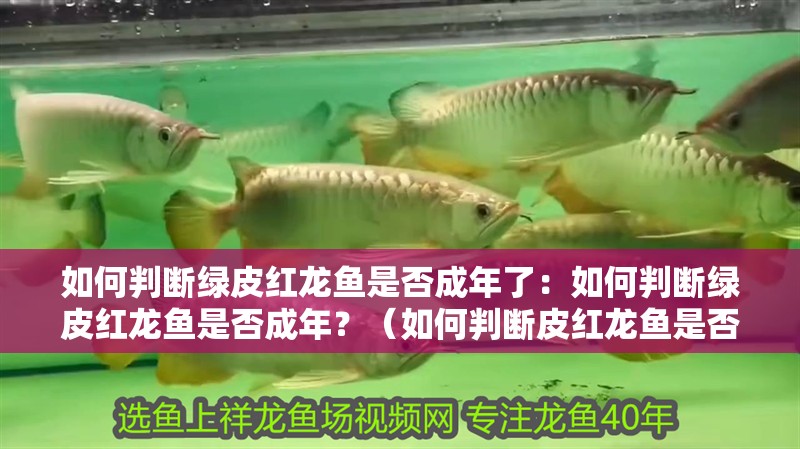 如何判斷綠皮紅龍魚是否成年了：如何判斷綠皮紅龍魚是否成年？（如何判斷皮紅龍魚是否成年）