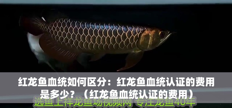 紅龍魚血統(tǒng)如何區(qū)分：紅龍魚血統(tǒng)認(rèn)證的費(fèi)用是多少？（紅龍魚血統(tǒng)認(rèn)證的費(fèi)用）