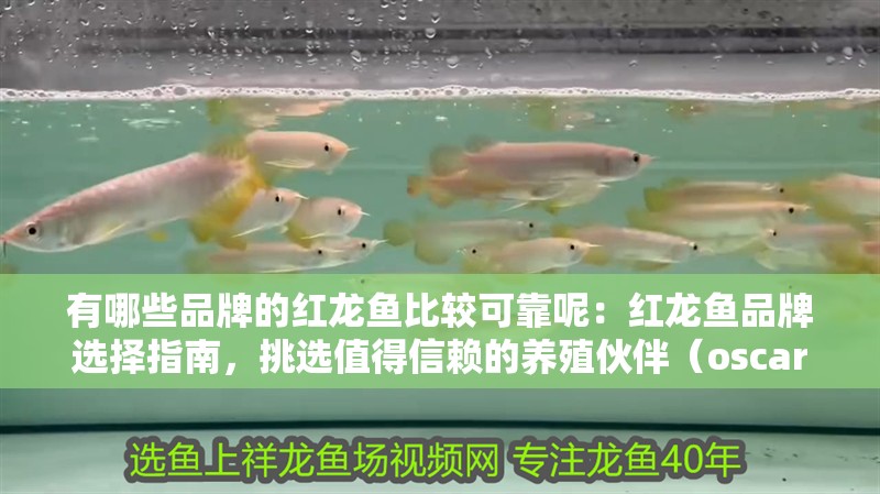 有哪些品牌的紅龍魚比較可靠呢：紅龍魚品牌選擇指南，挑選值得信賴的養殖伙伴（oscar\u0027sfish紅龍魚養殖技術） 有哪些品牌的紅龍魚比較可靠呢：紅龍魚品牌選擇指南，挑選值得信賴的養殖伙伴（oscar\u0027sfish紅龍魚養殖技術） 水族問答
