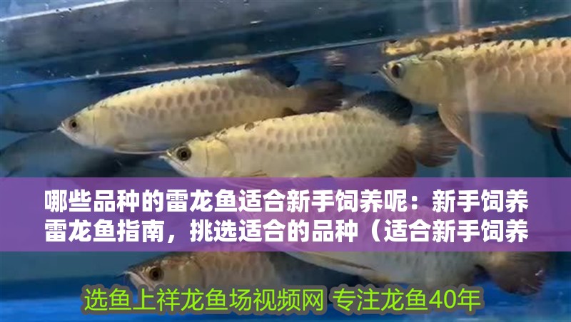 哪些品種的雷龍魚適合新手飼養(yǎng)呢：新手飼養(yǎng)雷龍魚指南，挑選適合的品種（適合新手飼養(yǎng)的幾種雷龍魚品種）