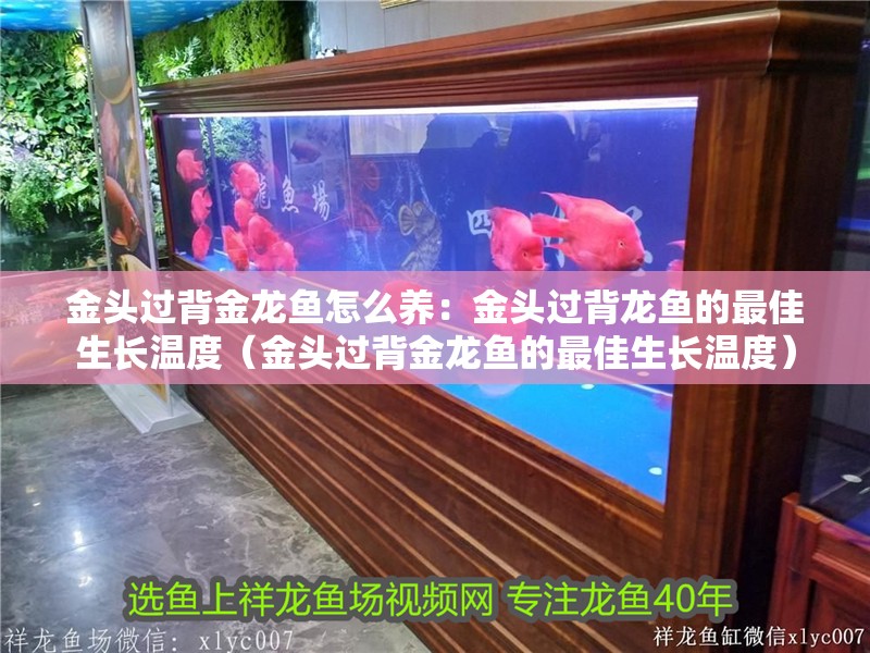 什么魚(yú)能和龍魚(yú)、虎魚(yú)混養(yǎng)(龍魚(yú)能和虎魚(yú)混養(yǎng)嗎) 金頭過(guò)背金龍魚(yú)怎么養(yǎng):金頭過(guò)背龍魚(yú)的最佳生長(zhǎng)溫度(金頭過(guò)背金龍魚(yú)的最佳生長(zhǎng)溫度) 水族問(wèn)答 金頭過(guò)背金龍魚(yú)怎么養(yǎng):金頭過(guò)背龍魚(yú)的最佳生長(zhǎng)溫度(金頭過(guò)背金龍魚(yú)的最佳生長(zhǎng)溫度) 金頭過(guò)背金龍魚(yú)怎么養(yǎng):金頭過(guò)背龍魚(yú)的最佳生長(zhǎng)溫度(金頭過(guò)背金龍魚(yú)的最佳生長(zhǎng)溫度) 水族問(wèn)答