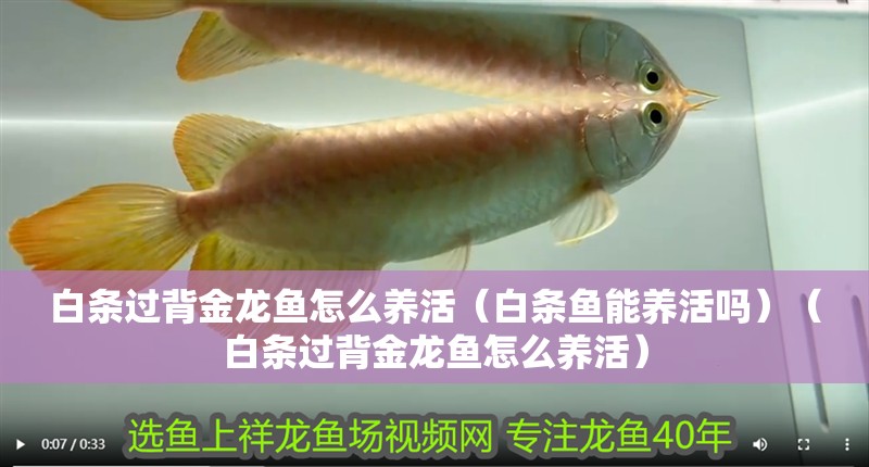 鸚鵡魚和銀龍魚混養(yǎng)怎樣喂食 白條過背金龍魚怎么養(yǎng)活(白條魚能養(yǎng)活嗎)(白條過背金龍魚怎么養(yǎng)活) 觀賞魚百科 白條過背金龍魚怎么養(yǎng)活(白條魚能養(yǎng)活嗎)(白條過背金龍魚怎么養(yǎng)活) 白條過背金龍魚怎么養(yǎng)活(白條魚能養(yǎng)活嗎)(白條過背金龍魚怎么養(yǎng)活) 觀賞魚百科