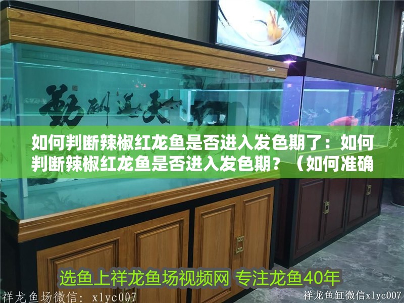 如何判斷辣椒紅龍魚是否進入發色期了：如何判斷辣椒紅龍魚是否進入發色期？（如何準確判斷辣椒紅龍魚是否進入發色期）