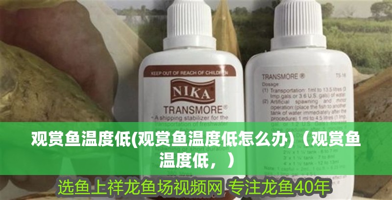 觀賞魚溫度低(觀賞魚溫度低怎么辦)（觀賞魚溫度低，）