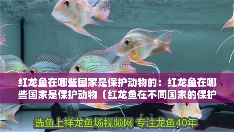 紅龍魚在哪些國家是保護動物的：紅龍魚在哪些國家是保護動物（紅龍魚在不同國家的保護狀況）