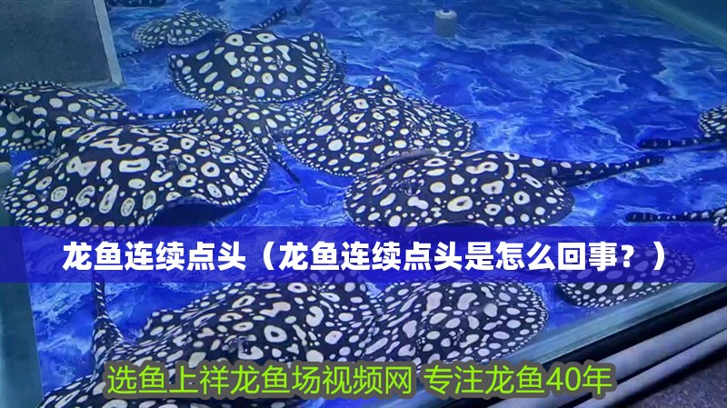 龍魚連續點頭（龍魚連續點頭是怎么回事？）