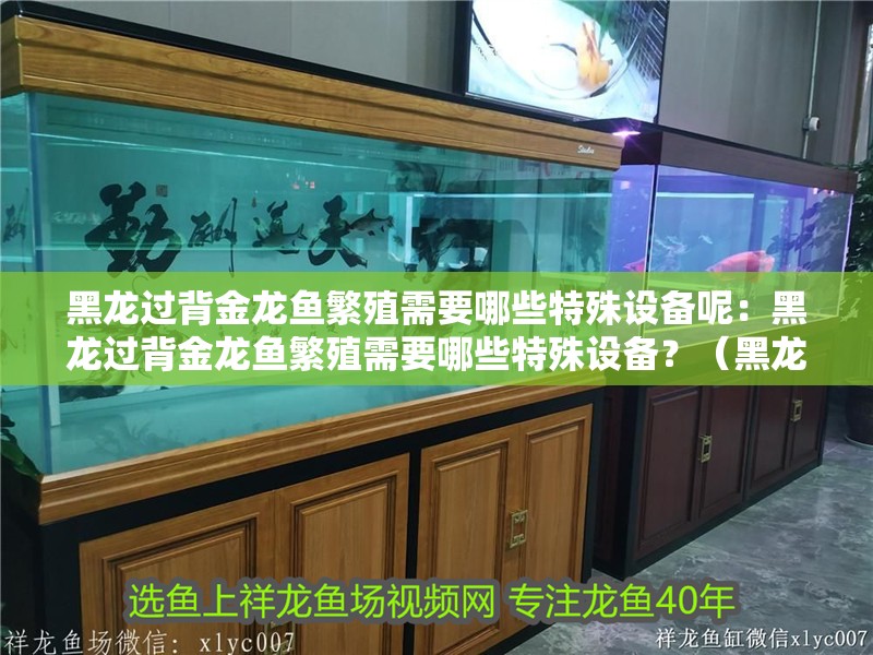 什么魚能和龍魚、虎魚混養(龍魚能和虎魚混養嗎) 黑龍過背金龍魚繁殖需要哪些特殊設備呢:黑龍過背金龍魚繁殖需要哪些特殊設備?(黑龍過背金龍過背金龍魚繁殖需要以下特殊的設備設備) 水族問答 黑龍過背金龍魚繁殖需要哪些特殊設備呢:黑龍過背金龍魚繁殖需要哪些特殊設備?(黑龍過背金龍過背金龍魚繁殖需要以下特殊的設備設備) 黑龍過背金龍魚繁殖需要哪些特殊設備呢:黑龍過背金龍魚繁殖需要哪些特殊設備?(黑龍過背金龍過背金龍魚繁殖需要以下特殊的設備設備) 水族問答