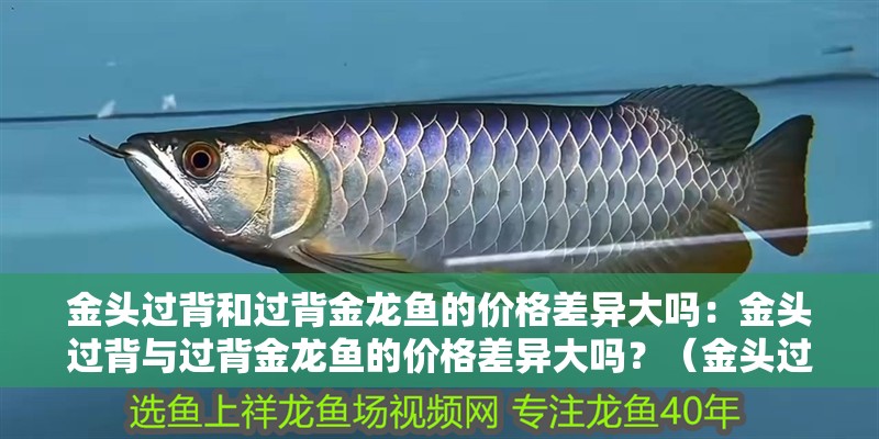 金頭過背和過背金龍魚的價(jià)格差異大嗎：金頭過背與過背金龍魚的價(jià)格差異大嗎？（金頭過背和過背金龍魚價(jià)格差異大嗎？）