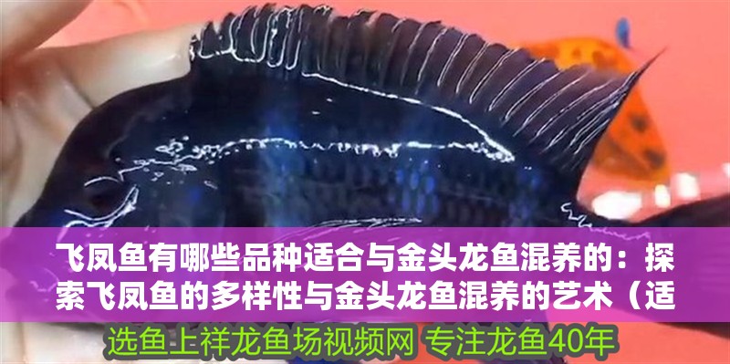 飛鳳魚有哪些品種適合與金頭龍魚混養的：探索飛鳳魚的多樣性與金頭龍魚混養的藝術（適合與金頭龍魚混養的飛鳳魚混養的飛鳳魚品種及其特點）