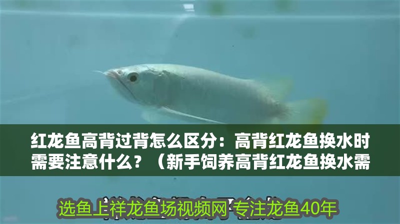 紅龍魚高背過背怎么區分：高背紅龍魚換水時需要注意什么？（新手飼養高背紅龍魚換水需要注意哪些事項，新手飼養高背紅龍魚）