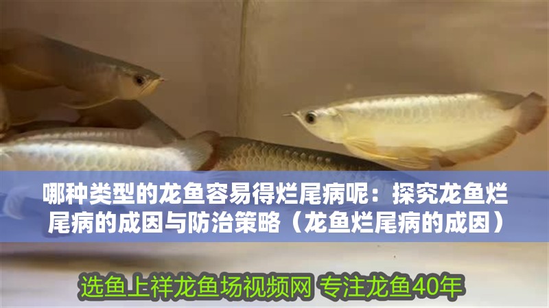 哪種類型的龍魚容易得爛尾病呢：探究龍魚爛尾病的成因與防治策略（龍魚爛尾病的成因）