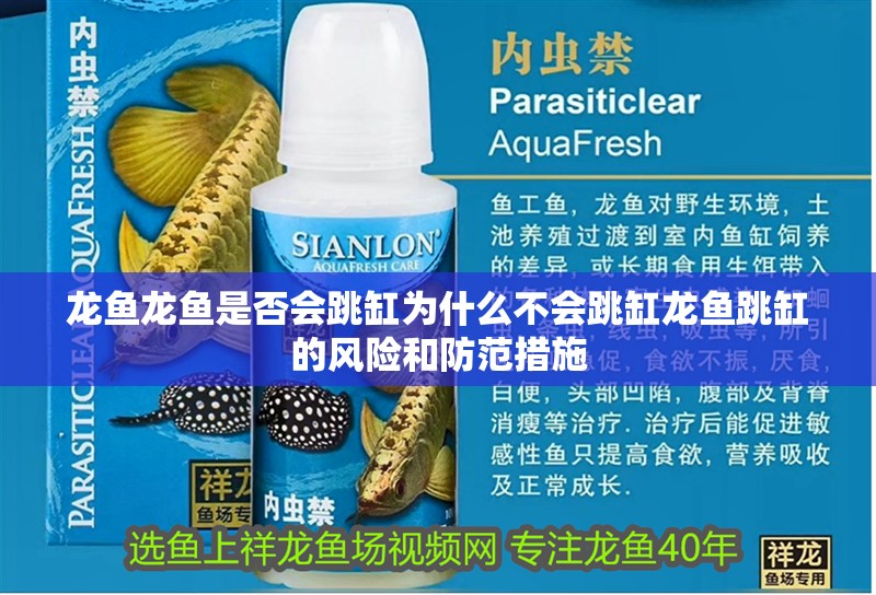 龍魚龍魚是否會跳缸為什么不會跳缸龍魚跳缸的風險和防范措施