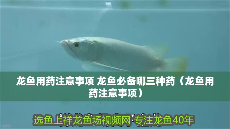 魚缸過濾器選購指南:自制魚缸過濾器魚缸上置過濾器對于養魚愛好者的必備知識 龍魚用藥注意事項 龍魚必備哪三種藥(龍魚用藥注意事項) 觀賞魚百科 龍魚用藥注意事項 龍魚必備哪三種藥(龍魚用藥注意事項) 龍魚用藥注意事項 龍魚必備哪三種藥(龍魚用藥注意事項) 觀賞魚百科