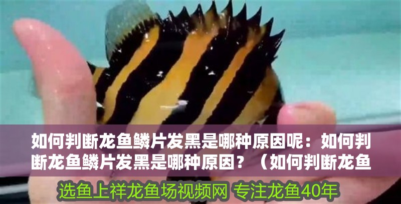 如何判斷龍魚鱗片發黑是哪種原因呢：如何判斷龍魚鱗片發黑是哪種原因？（如何判斷龍魚鱗片發黑）