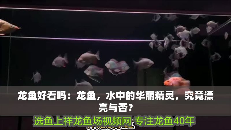 龍魚好看嗎：龍魚，水中的華麗精靈，究竟漂亮與否？