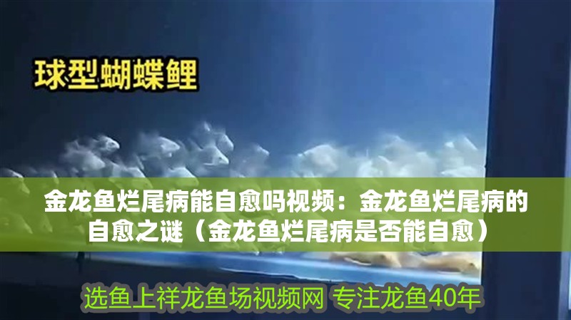 金龍魚爛尾病能自愈嗎視頻：金龍魚爛尾病的自愈之謎（金龍魚爛尾病是否能自愈）