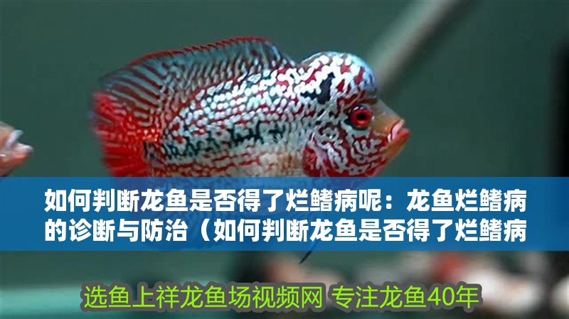 如何判斷龍魚是否得了爛鰭病呢：龍魚爛鰭病的診斷與防治（如何判斷龍魚是否得了爛鰭病） 如何判斷龍魚是否得了爛鰭病呢：龍魚爛鰭病的診斷與防治（如何判斷龍魚是否得了爛鰭病） 水族問答