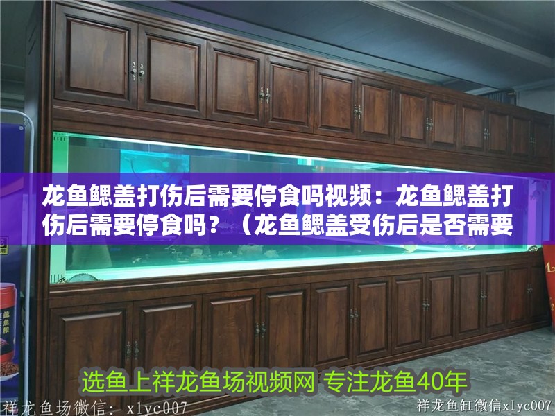 龍魚鰓蓋打傷后需要停食嗎視頻：龍魚鰓蓋打傷后需要停食嗎？（龍魚鰓蓋受傷后是否需要停止喂食）