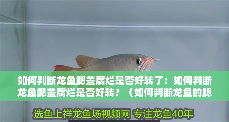 如何判斷龍魚鰓蓋腐爛是否好轉了：如何判斷龍魚鰓蓋腐爛是否好轉？（如何判斷龍魚的鰓蓋腐爛是否好轉）