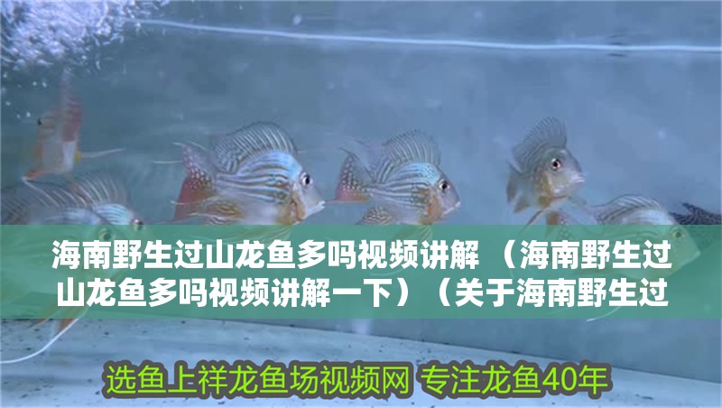 海南野生過山龍魚多嗎視頻講解 （海南野生過山龍魚多嗎視頻講解一下）（關于海南野生過山龍魚的介紹）