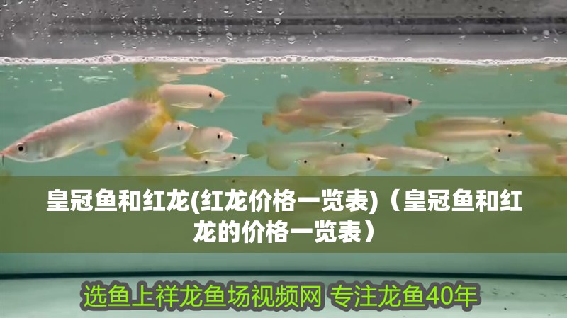 魚缸過濾器選購指南:自制魚缸過濾器魚缸上置過濾器對于養(yǎng)魚愛好者的必備知識 皇冠魚和紅龍(紅龍價格一覽表)(皇冠魚和紅龍的價格一覽表) 觀賞魚百科 皇冠魚和紅龍(紅龍價格一覽表)(皇冠魚和紅龍的價格一覽表) 皇冠魚和紅龍(紅龍價格一覽表)(皇冠魚和紅龍的價格一覽表) 觀賞魚百科