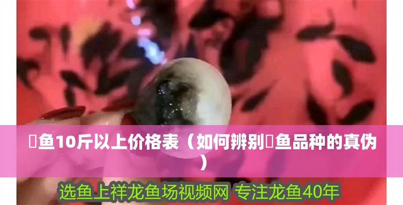魟魚10斤以上價格表（如何辨別魟魚品種的真偽）