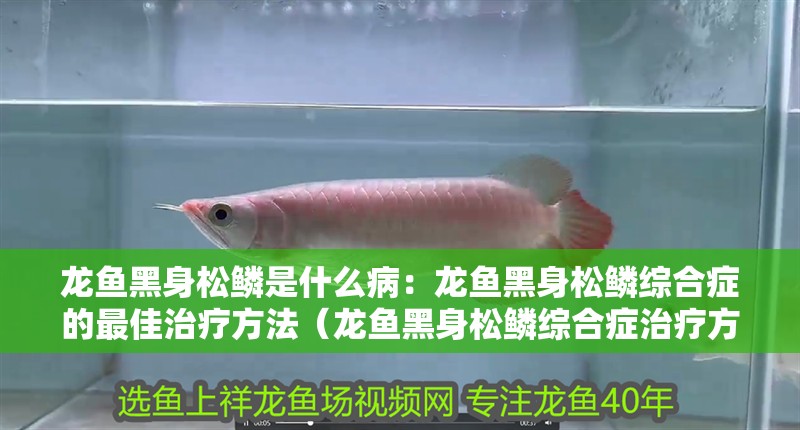 龍魚黑身松鱗是什么?。糊堲~黑身松鱗綜合癥的最佳治療方法（龍魚黑身松鱗綜合癥治療方法） 龍魚黑身松鱗是什么?。糊堲~黑身松鱗綜合癥的最佳治療方法（龍魚黑身松鱗綜合癥治療方法） 水族問答