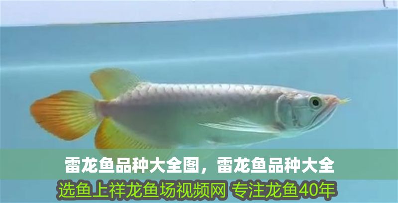 雷龍魚品種大全圖，雷龍魚品種大全