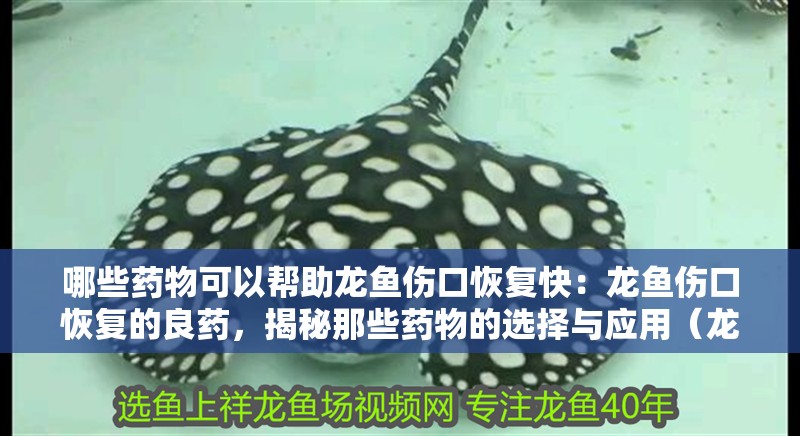 哪些藥物可以幫助龍魚傷口恢復快：龍魚傷口恢復的良藥，揭秘那些藥物的選擇與應用（龍魚傷口恢復成為養魚愛好者們關心的藥物及其應用方法）