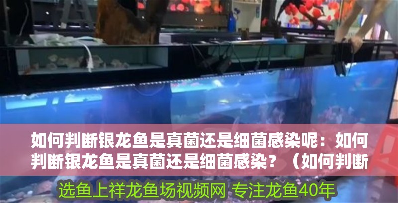 魚缸用增氧泵價格是多少:魚缸增氧機-xtrac增氧機-xtrac增氧機 如何判斷銀龍魚是真菌還是細菌感染呢:如何判斷銀龍魚是真菌還是細菌感染?(如何判斷銀龍魚是否患上真菌或細菌感染?) 水族問答 如何判斷銀龍魚是真菌還是細菌感染呢:如何判斷銀龍魚是真菌還是細菌感染?(如何判斷銀龍魚是否患上真菌或細菌感染?) 如何判斷銀龍魚是真菌還是細菌感染呢:如何判斷銀龍魚是真菌還是細菌感染?(如何判斷銀龍魚是否患上真菌或細菌感染?) 水族問答