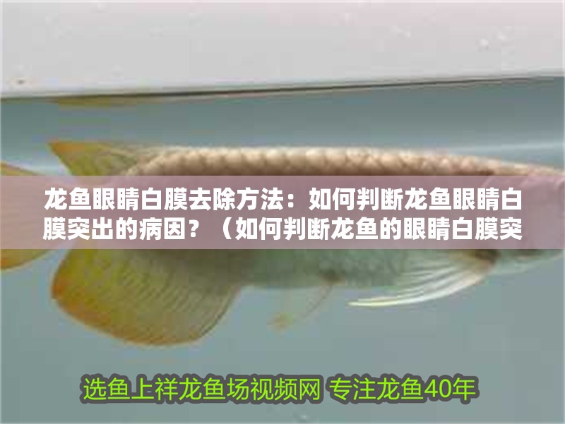 龍魚眼睛白膜去除方法：如何判斷龍魚眼睛白膜突出的病因？（如何判斷龍魚的眼睛白膜突出）