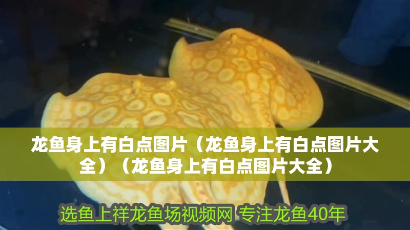 龍魚(yú)身上有白點(diǎn)圖片（龍魚(yú)身上有白點(diǎn)圖片大全）（龍魚(yú)身上有白點(diǎn)圖片大全） 龍魚(yú)身上有白點(diǎn)圖片（龍魚(yú)身上有白點(diǎn)圖片大全）（龍魚(yú)身上有白點(diǎn)圖片大全） 觀賞魚(yú)百科