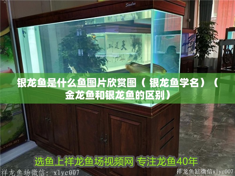 我的虎魚真菌感染了要怎么處理 銀龍魚是什么魚圖片欣賞圖( 銀龍魚學名)(金龍魚和銀龍魚的區別) 觀賞魚百科 銀龍魚是什么魚圖片欣賞圖( 銀龍魚學名)(金龍魚和銀龍魚的區別) 銀龍魚是什么魚圖片欣賞圖( 銀龍魚學名)(金龍魚和銀龍魚的區別) 觀賞魚百科